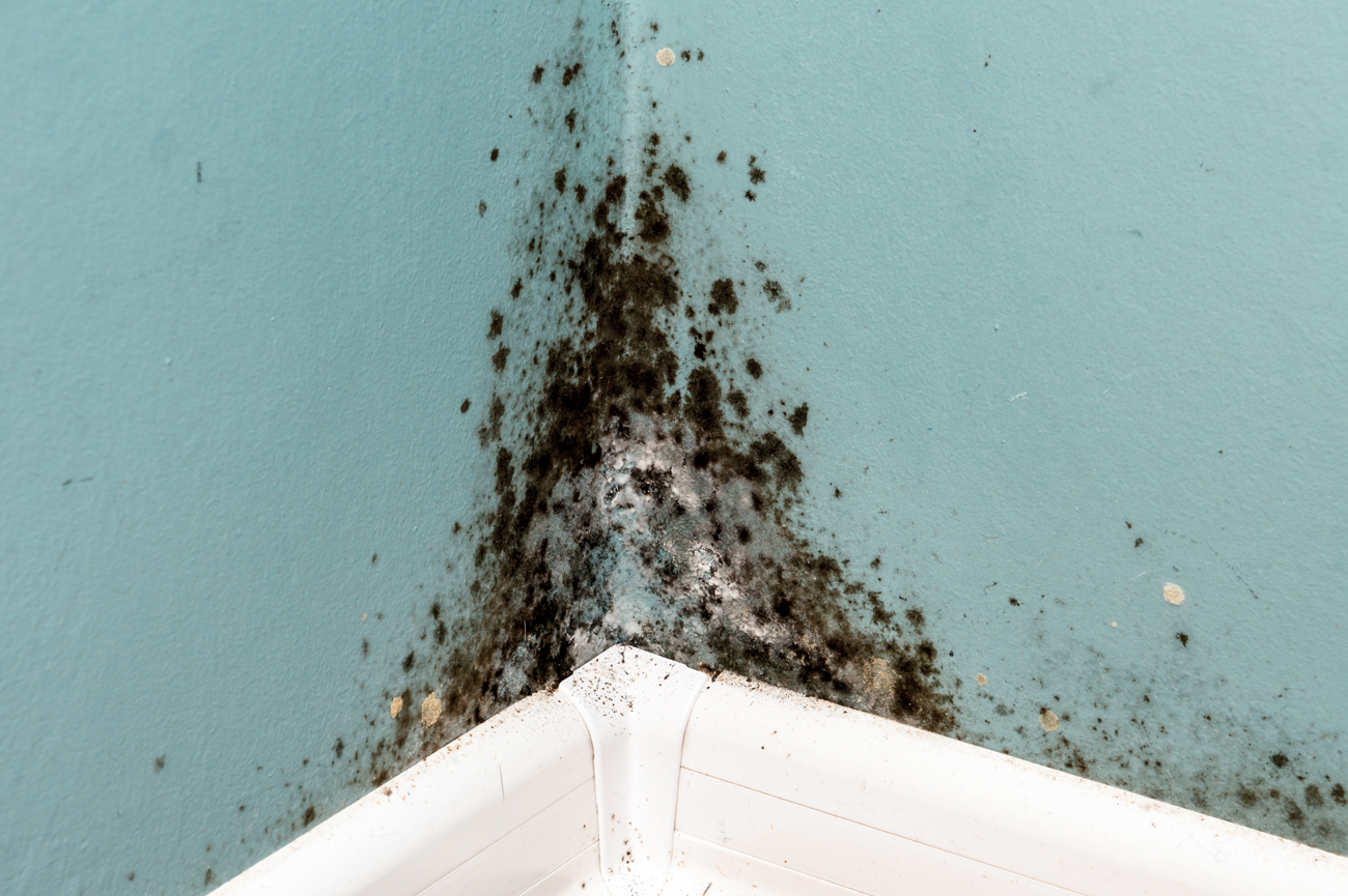 Start the New Year Mold-Free: Protect Your Home and Health